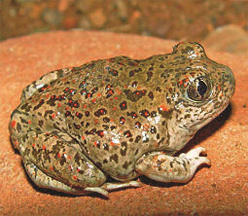 State Amphibian
