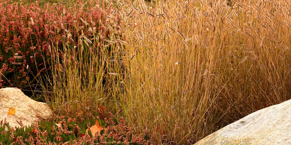 blue-grama-grass-bouteloua-gracilis