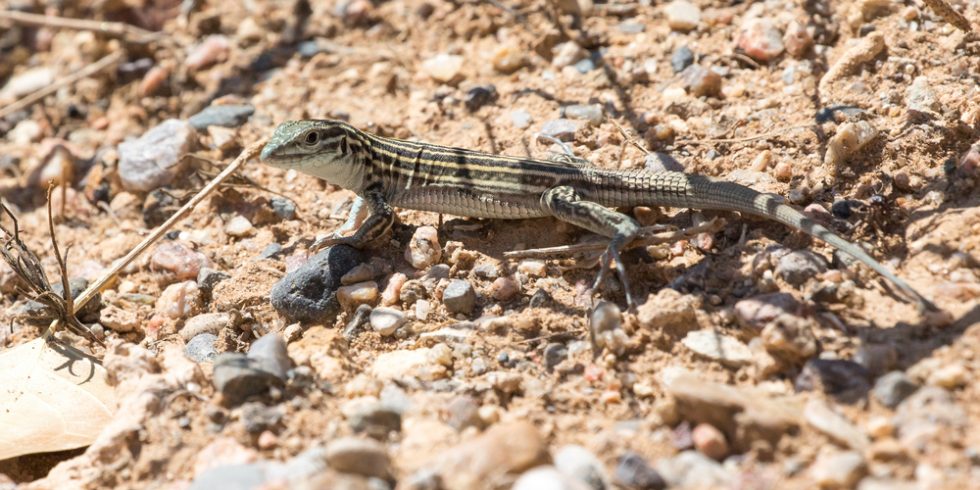State Reptile | Maggie Toulouse Oliver - New Mexico Secretary of State
