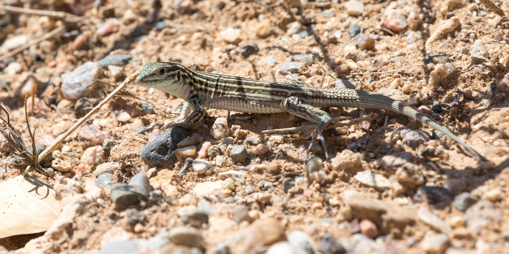 new-mexico-whiptail-cnemidophorus-neomexicanus-pathenogenetic